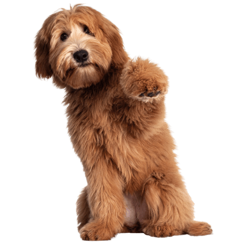 Dogs