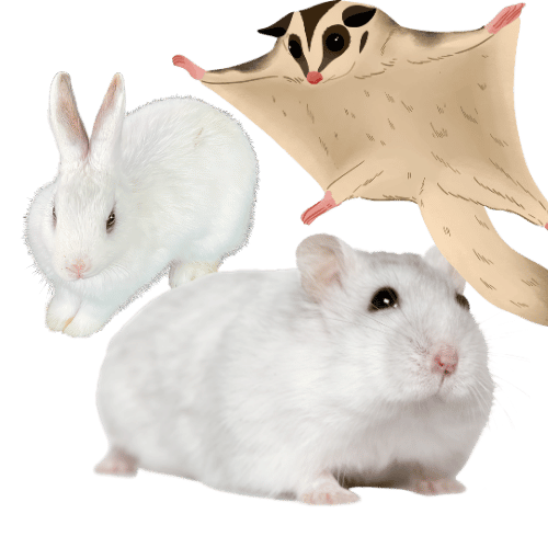 Small Pets