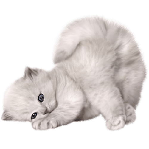 Kitten